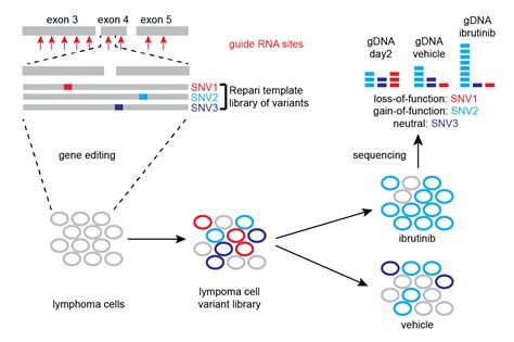 testing the functional impact of genes|effects of genetic variation on function.